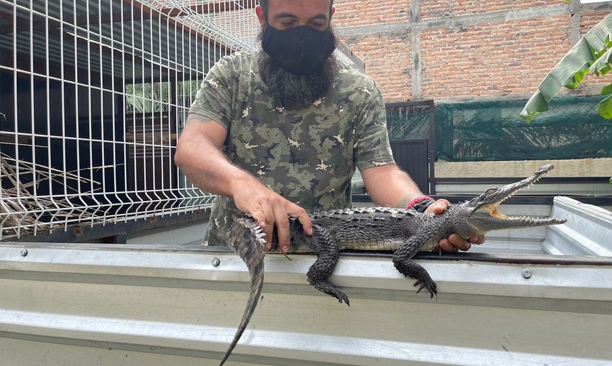 Traen al El Salado a cocodrilos hallados en canal pluvial de Tlajomulco -  Contralinea